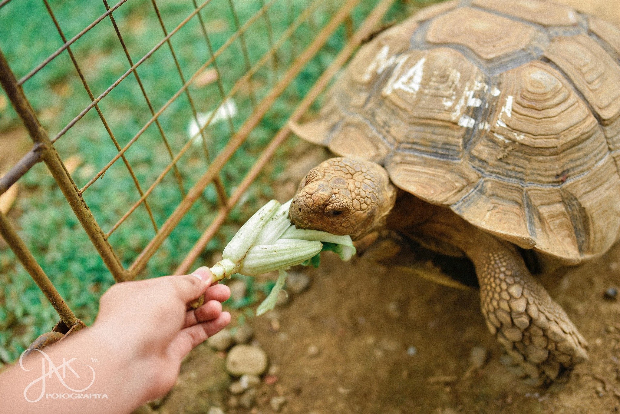 places to hang out with friends in manila - yoki's farm