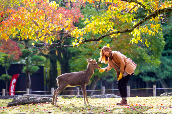 japan travel tips - nara