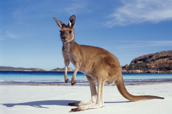 australia travel guide - kangaroo island