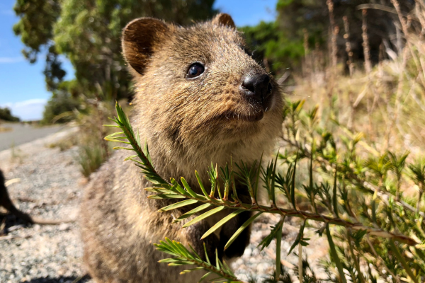 australia travel guide - rottnest island