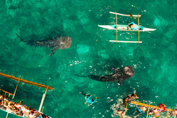 cebu travel guide - tips
