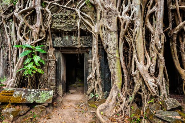 cambodia travel guide - ta prohm