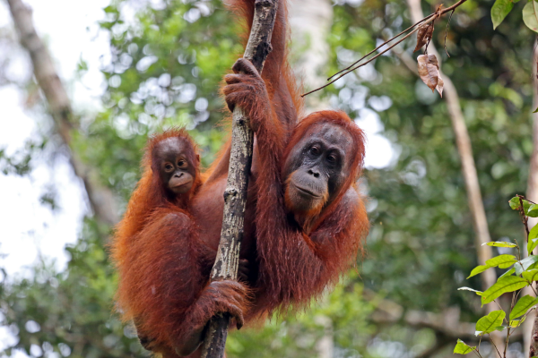 indonesia travel guide - tanjung puting
