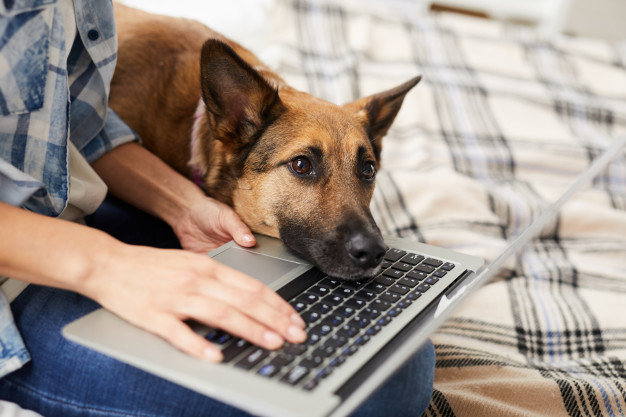pandemic proof business idea - online pet store 