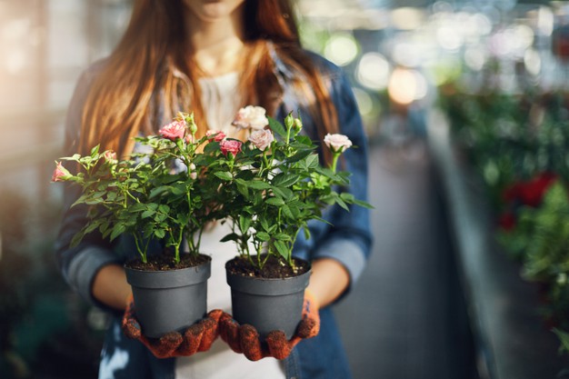small business in the Philippines - plant shop